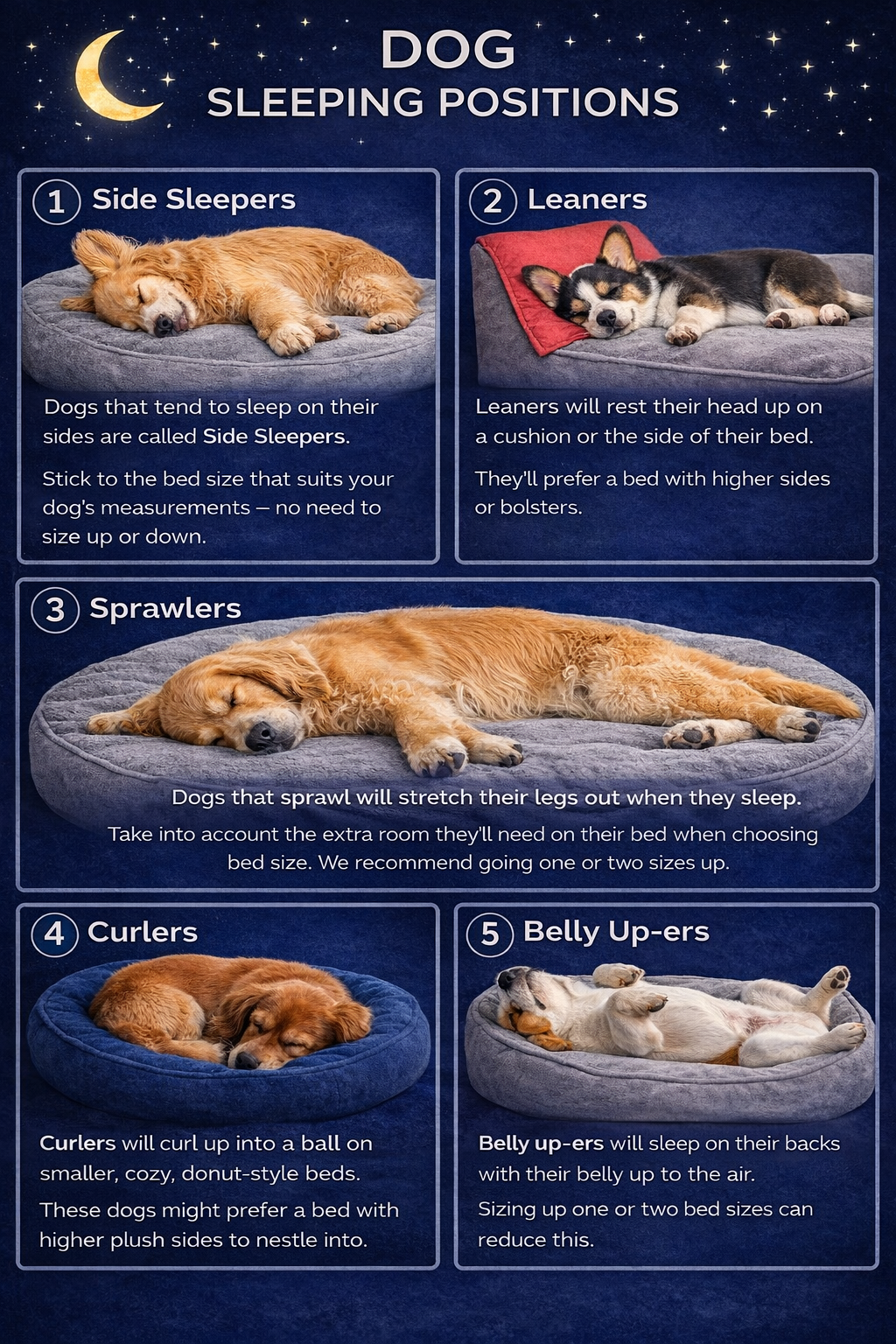 🐾 How to Choose the Right Dog Bed (and Why It Matters More Than You Think)