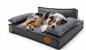 Memory Foam vs Hollowfibre Dog Beds: Which Is Right for Your Dog?