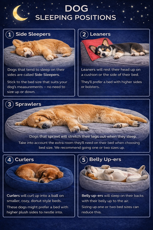 🐾 How to Choose the Right Dog Bed (and Why It Matters More Than You Think)