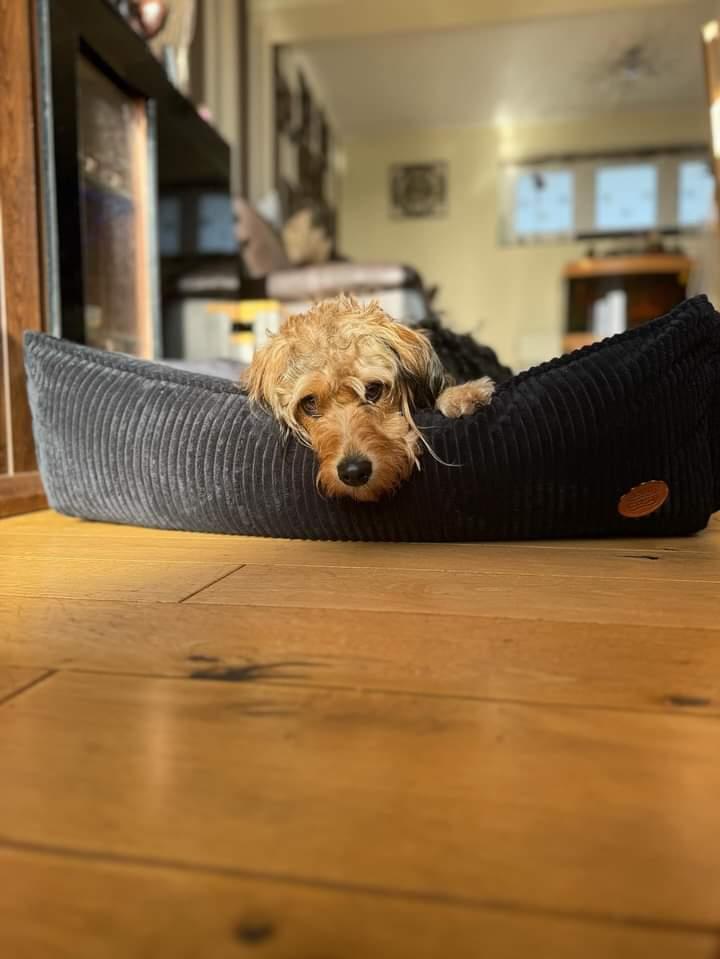 The San Remo Chunky Cord Dog Bed