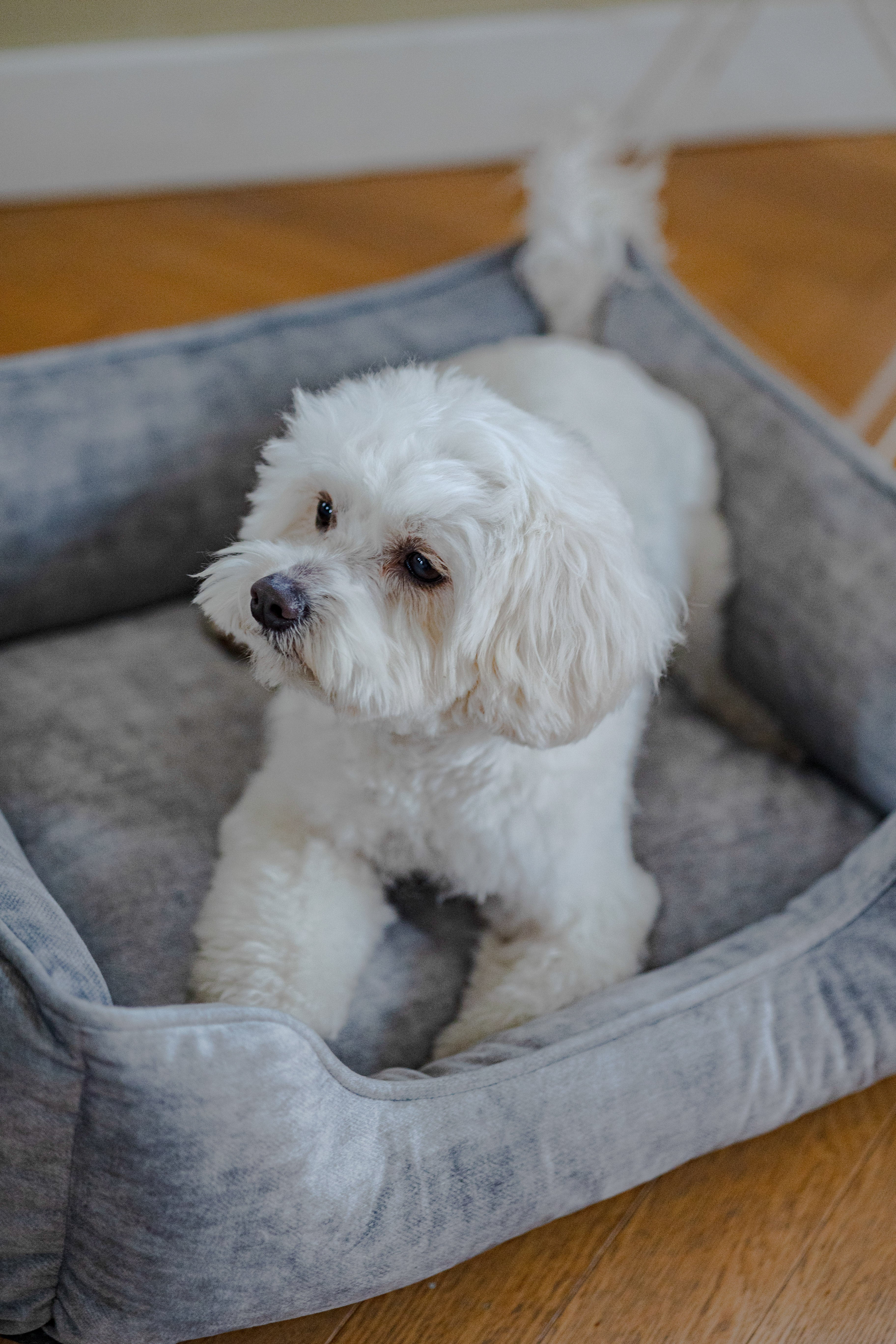 Eco Rectangle Dog Bed