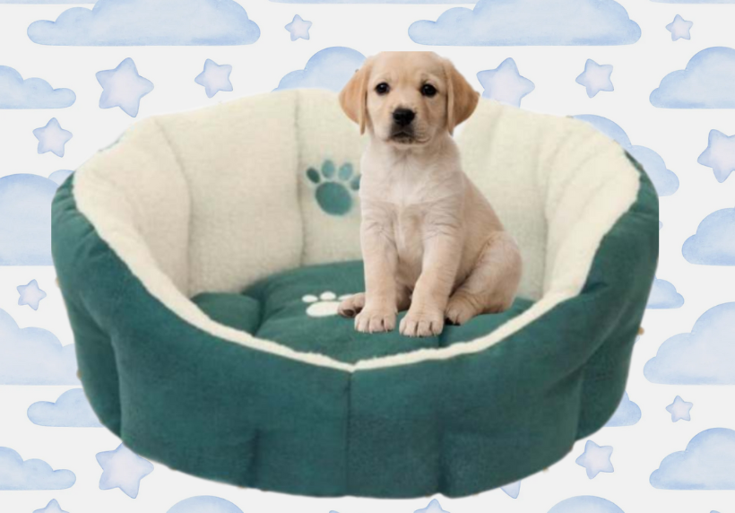 Pisa Oval Dog Bed in Turquoise