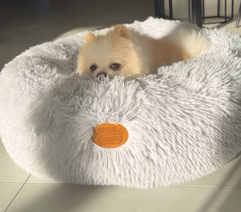 Anti Anxiety Donut Pet Bed