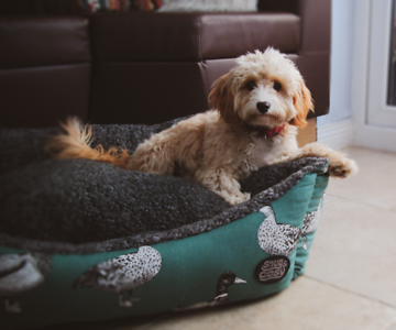 Teal Duck Print Dog Pet Bed