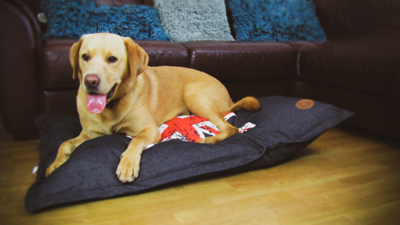 Union Jack Dog Bed Designs